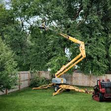 Best Tree Maintenance Programs  in Hlsboro, IL